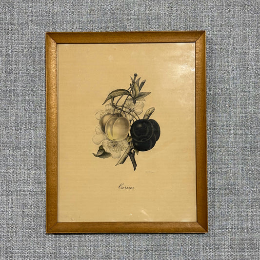 "Cerises" Lith. de G.Severeyns Reproduction, 12"W x 15.25"H