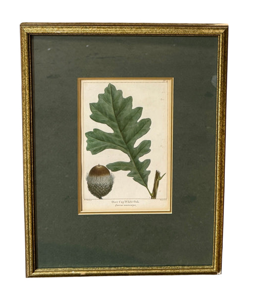 VTG Botanical bookplate, Over Cup White Oak, 12.5"W x 16.5"H