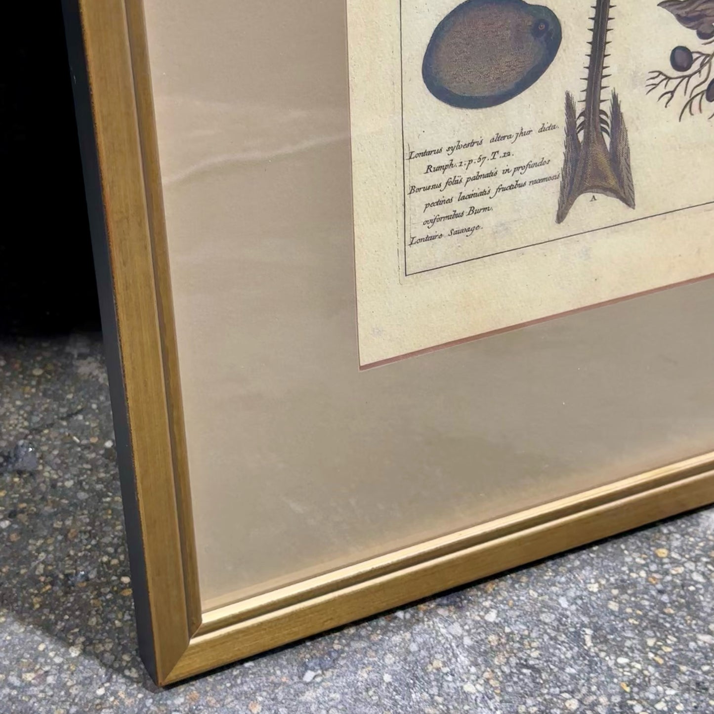 Vintage Style Botanical Palm Leaf Print D.4, Gold Framed, 21.75" L x 16.25" W